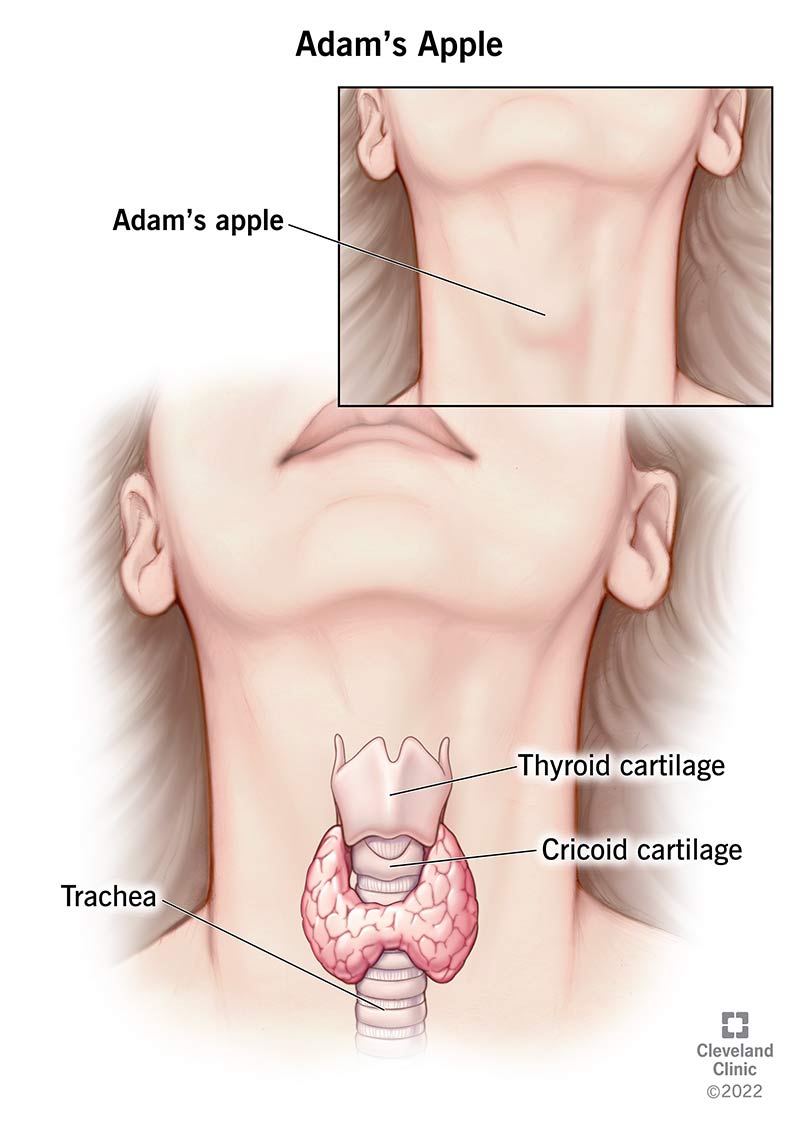 Adam's Apple Demystified: How Thyroid Cartilage Shapes Your Voice