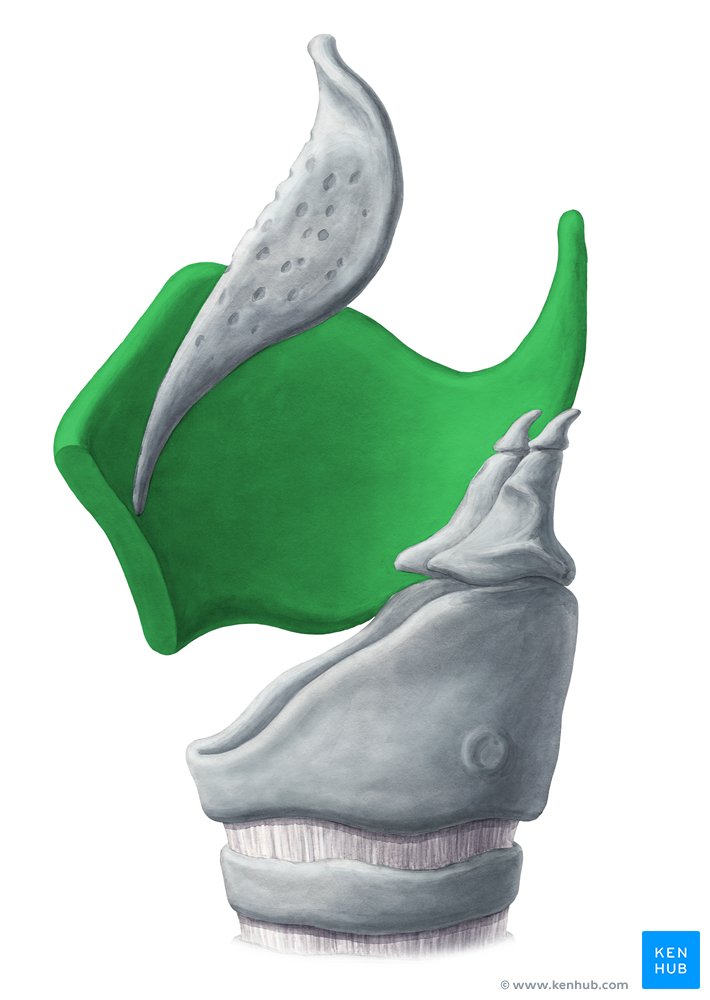 Protecting Your Larynx: The Essential Functions of Thyroid Cartilage